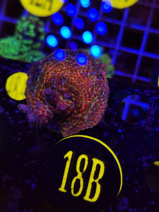 PC Rainbow Acro Mini Colony, WYSIWYG!