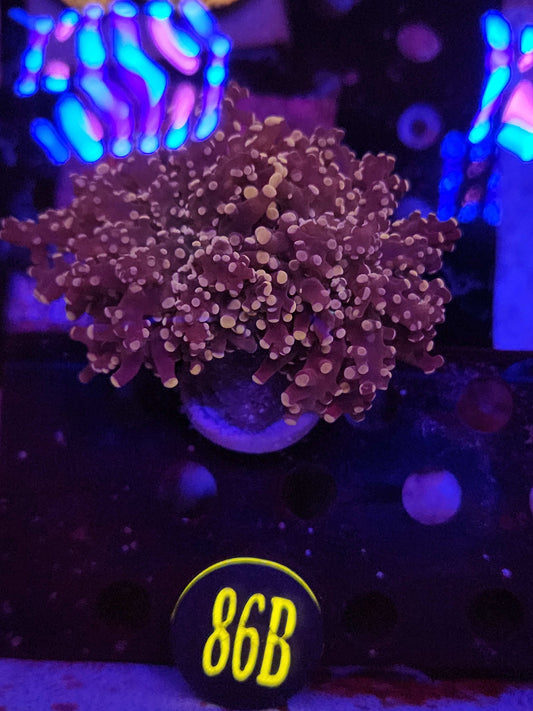 Peach Frogspawn, WYSIWYG!