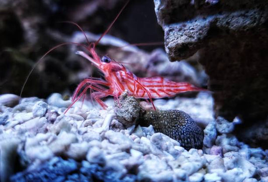 Peppermint Shrimp