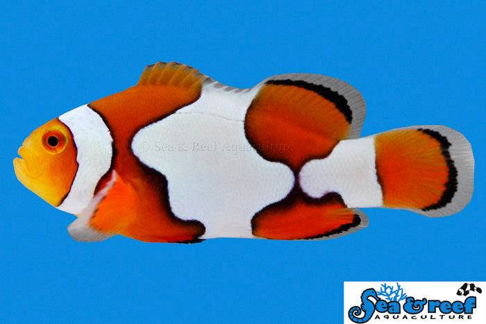 Picasso Clownfish (2’’)