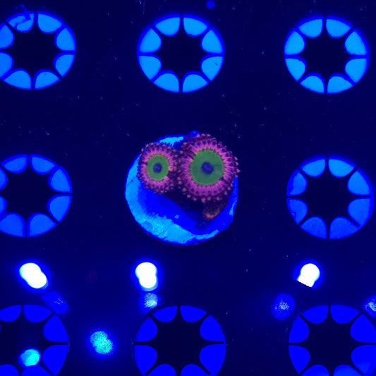 Pink Hippo Zoa Frag WYSIWYG