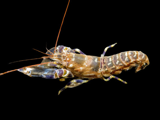 Pistol Shrimp