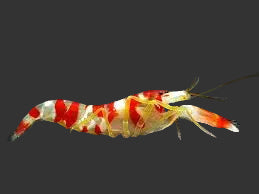 Pistol Shrimp (Candy Stripe)