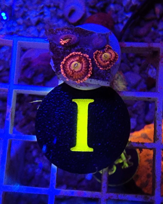 Playboy Bunny Zoanthid Frag, WYSIWG!