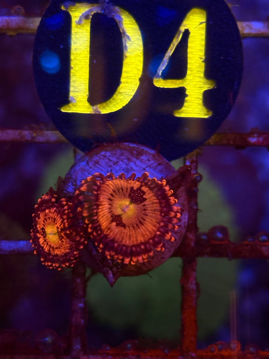 Playboy Bunny Zoanthid Frag WYSIWYG!