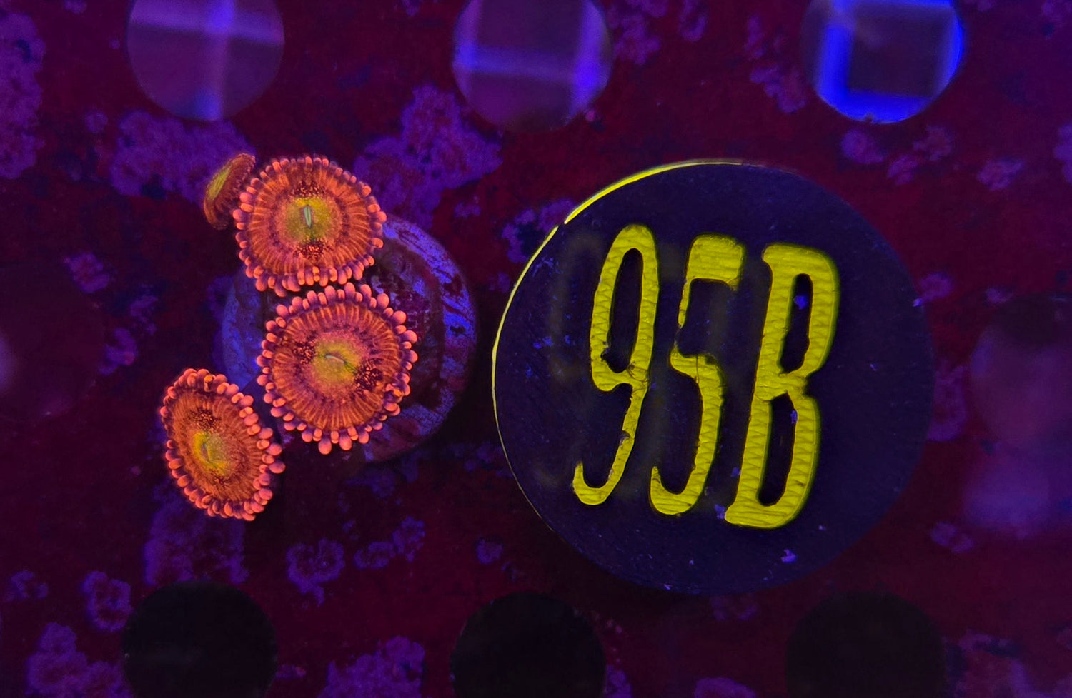 Playboy Bunny Zoanthid Frag WYSIWYG!