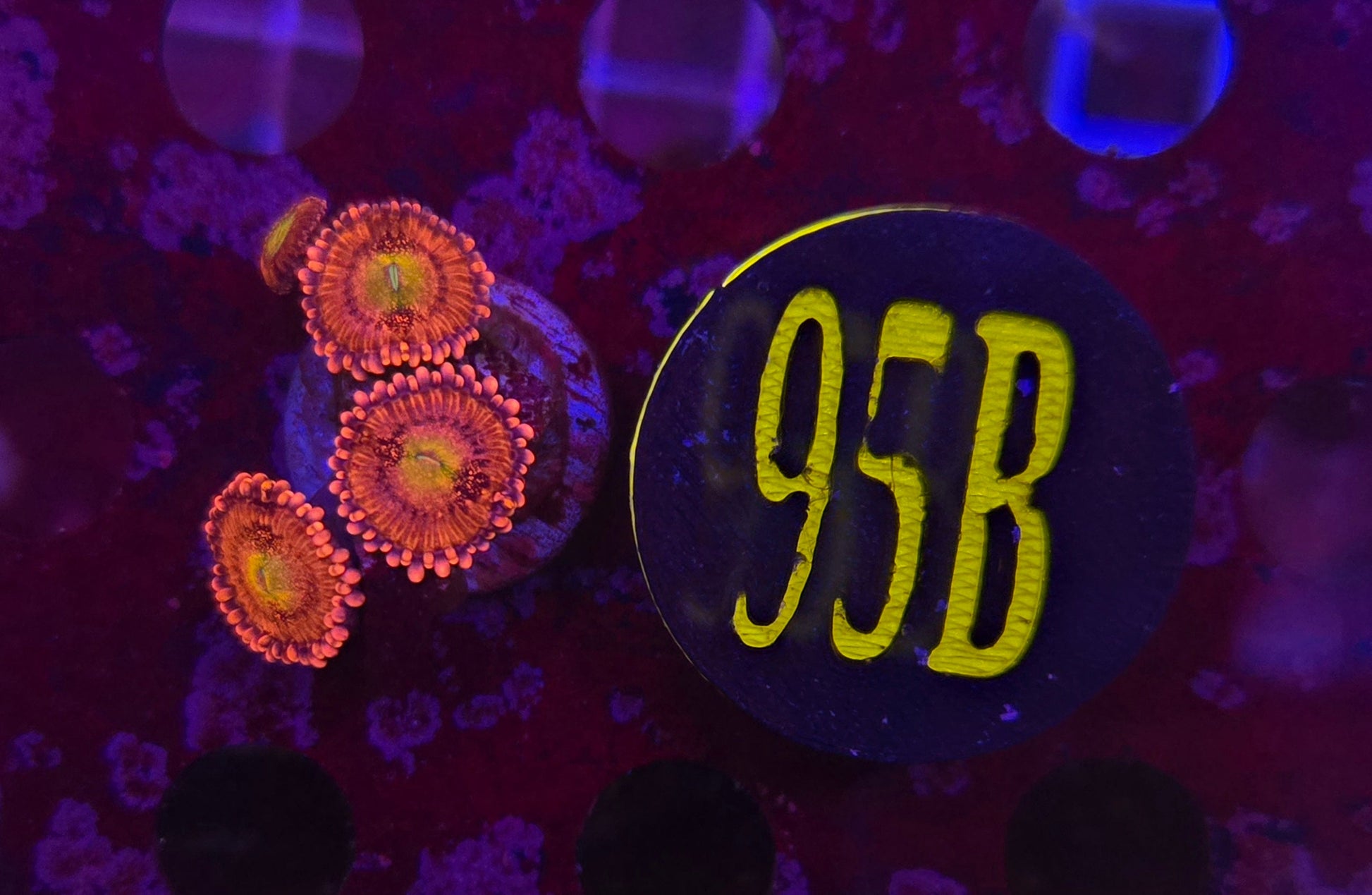Playboy Bunny Zoanthid Frag WYSIWYG!