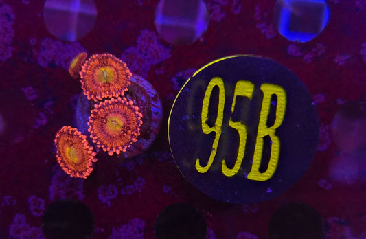 Playboy Bunny Zoanthid Frag WYSIWYG!