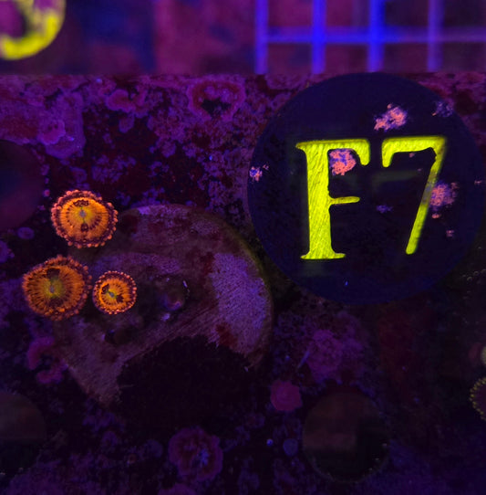 Playboy Bunny Zoanthid Frag WYSIWYG!