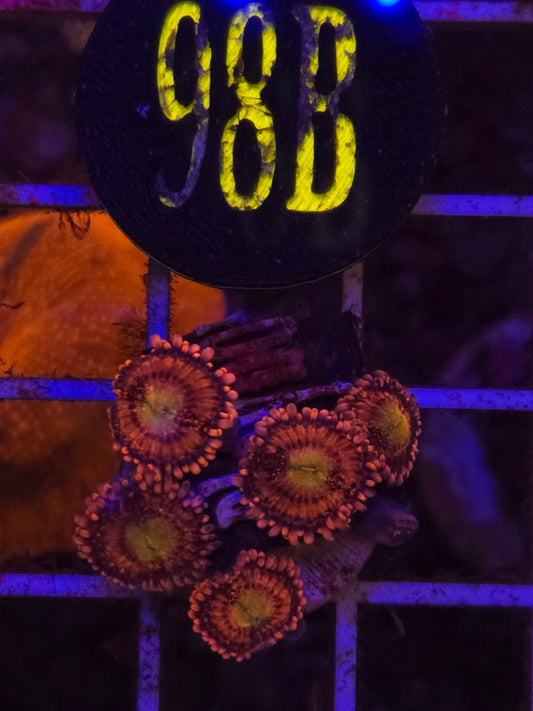 Playboy Bunny Zoanthid Frag WYSIWYG!