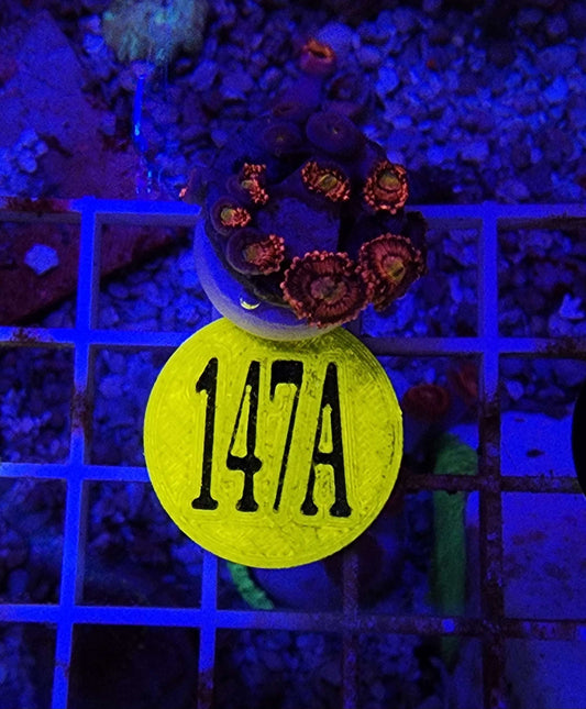 Playboy Bunny Zoanthid Frag, WYSIWYG!