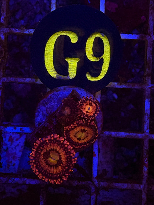 Playboy Bunny Zoanthid Frag WYSIWYG!