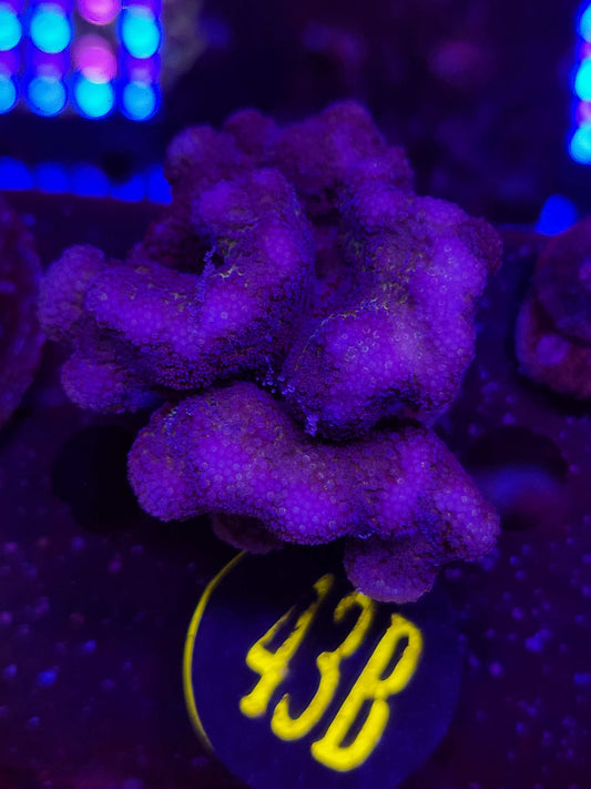 Pocillopora, WYSIWYG!