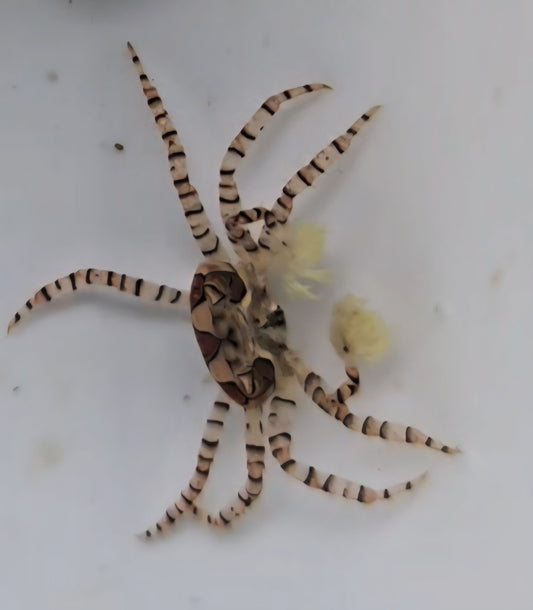 Pom Pom Crabs