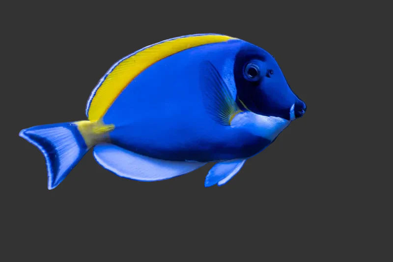 Powder Blue Tang (3-4’’)
