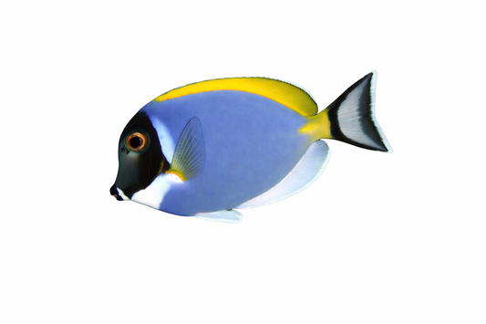 Powder Blue Tang (3-4’’)