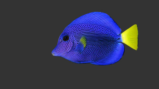 Purple Tang (3-4’’)