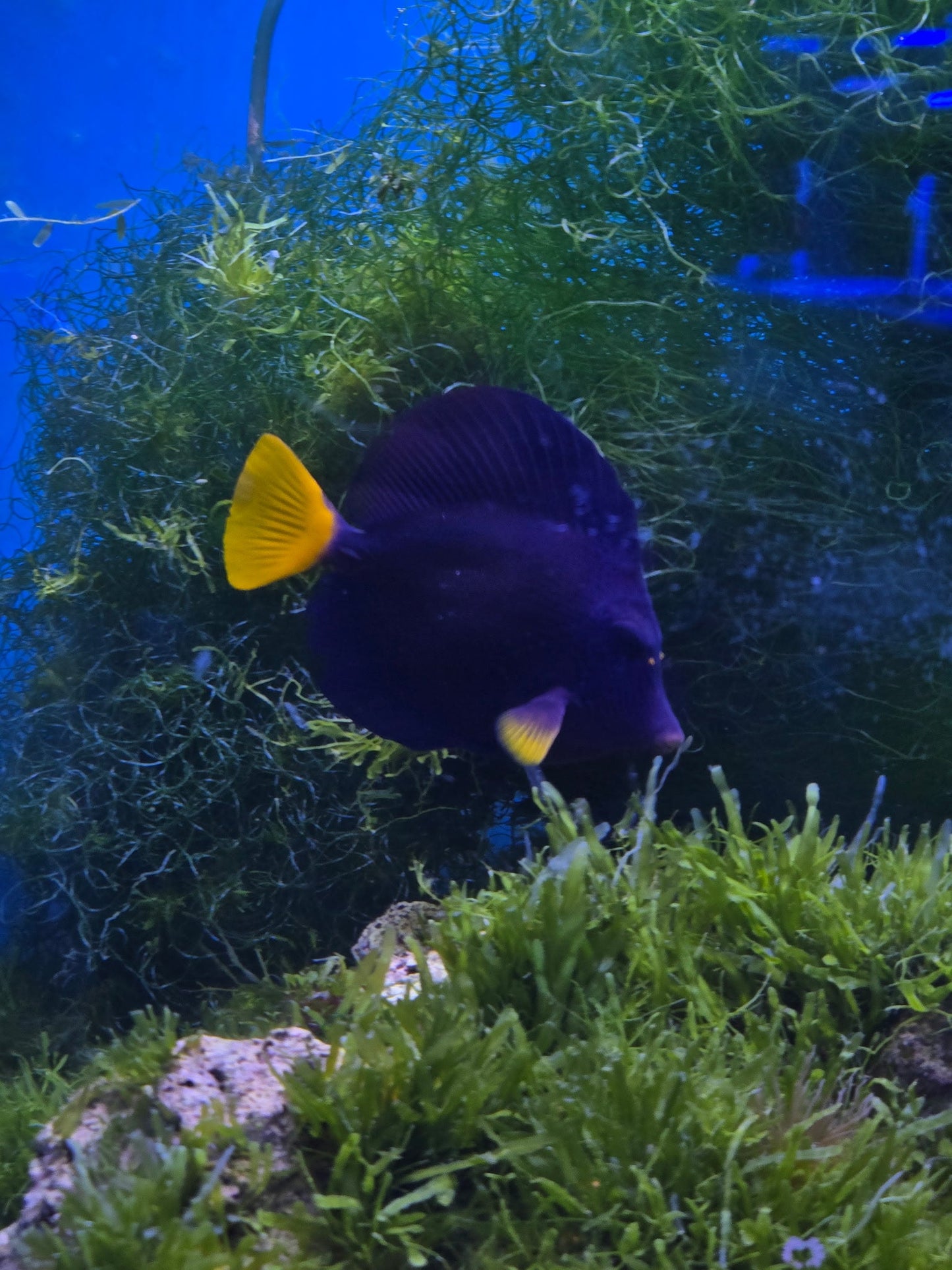 Purple Tang (5-7’’) WYSIWYG!