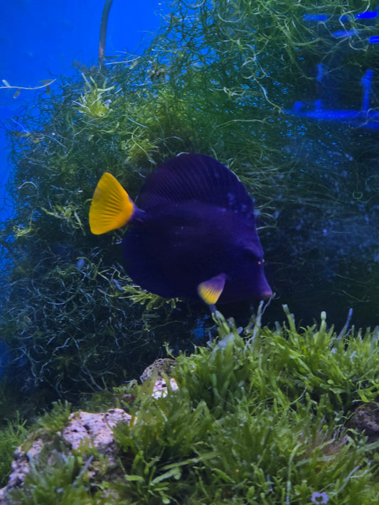 Purple Tang (5-7’’) WYSIWYG!