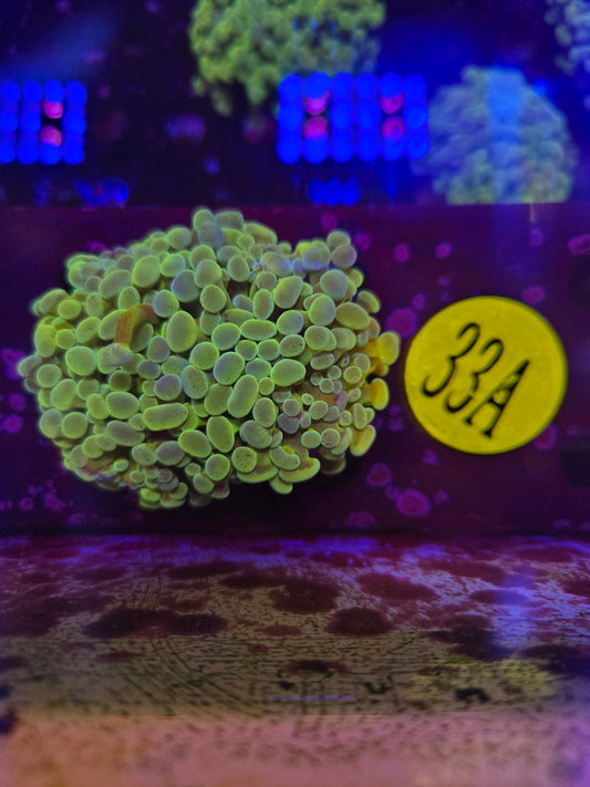 Rainbow Green Hammer Coral WYSIWYG!