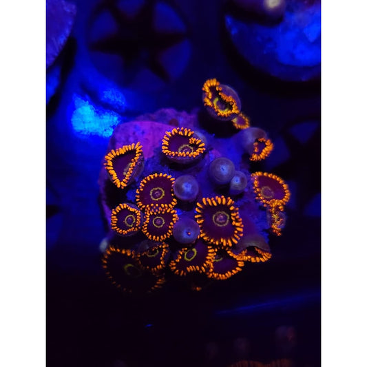 Rainbow Hornet Zoanthid Frag WYSIWYG!
