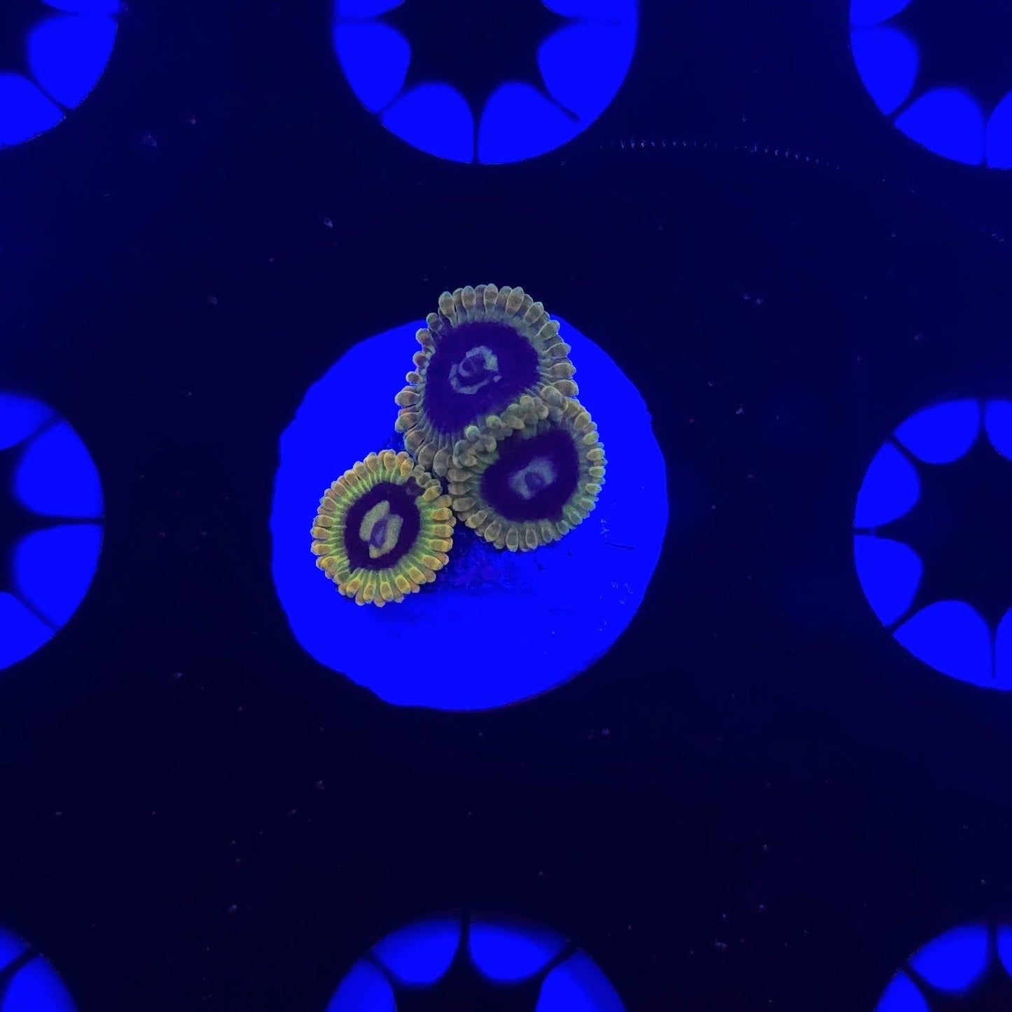 Rainbow Yoda Zoa Frag WYSIWYG