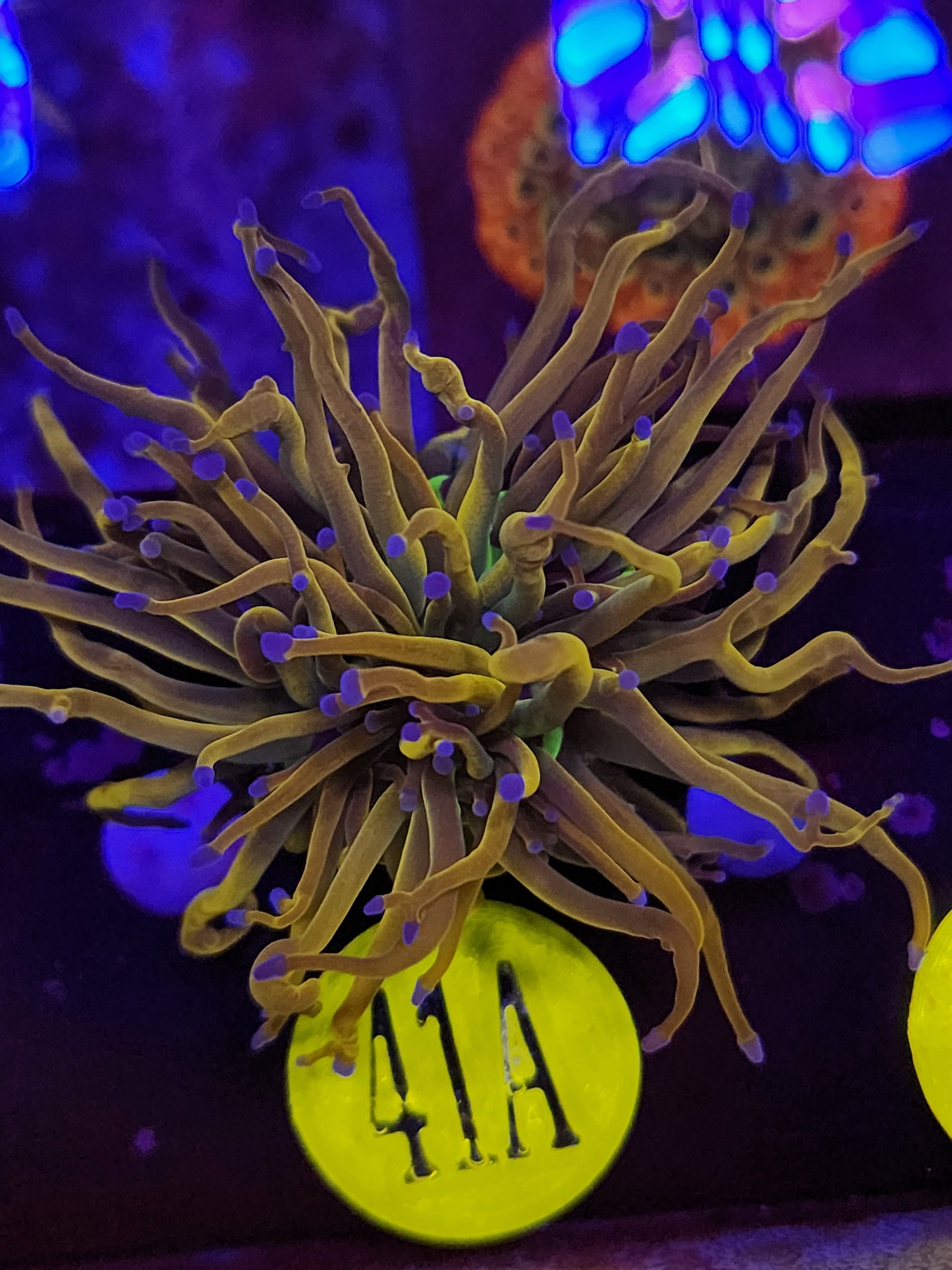 Rapunzel Torch Coral WYSIWYG!