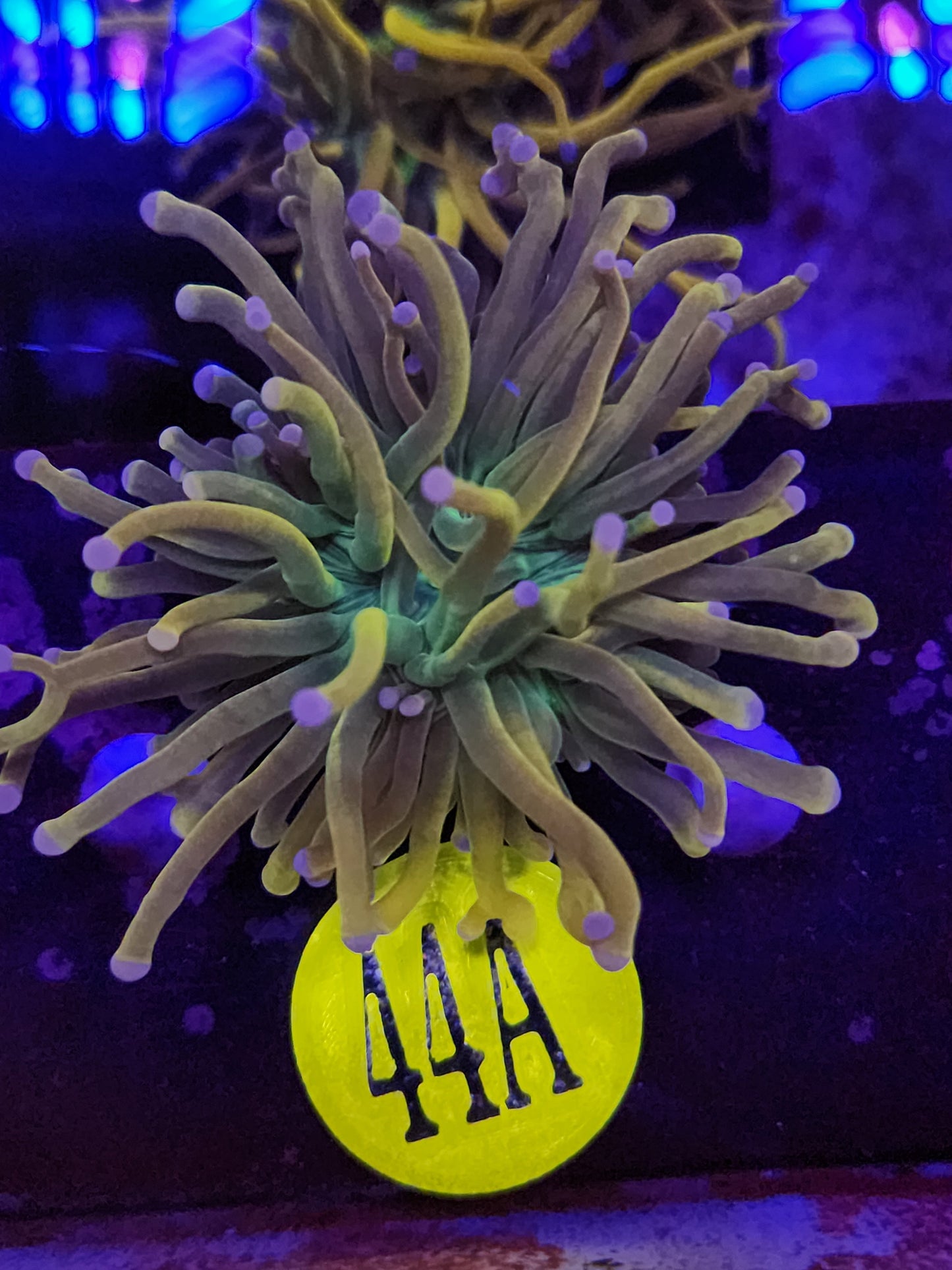 Rapunzel Torch Coral WYSIWYG!