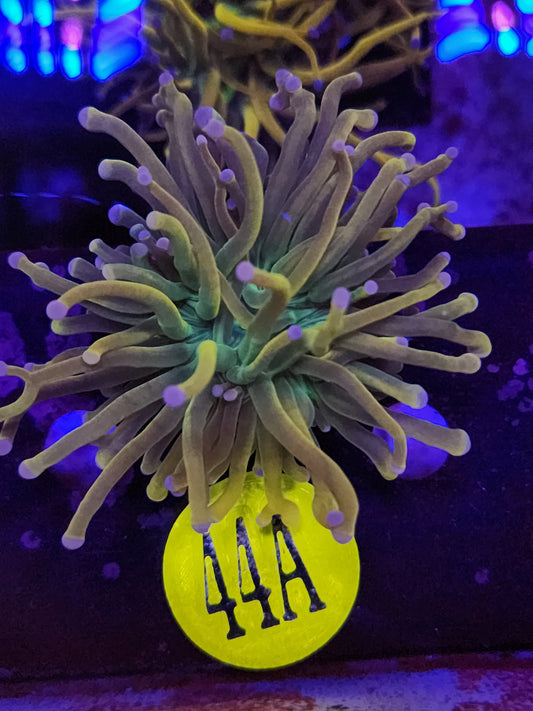 Rapunzel Torch Coral WYSIWYG!