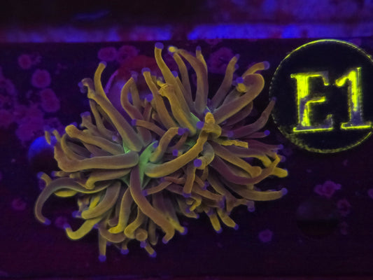 Rapunzel Torch Coral WYSIWYG!