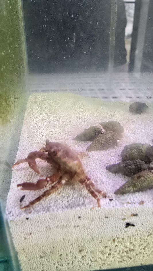 Red Emerald Crabs