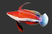 Red Fin Fairy Wrasse (2’’)