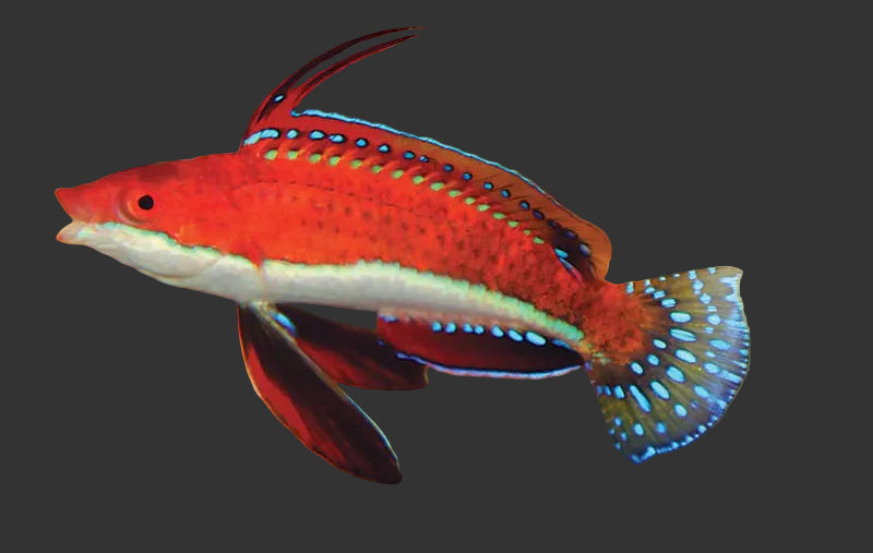 Red Fin Fairy Wrasse