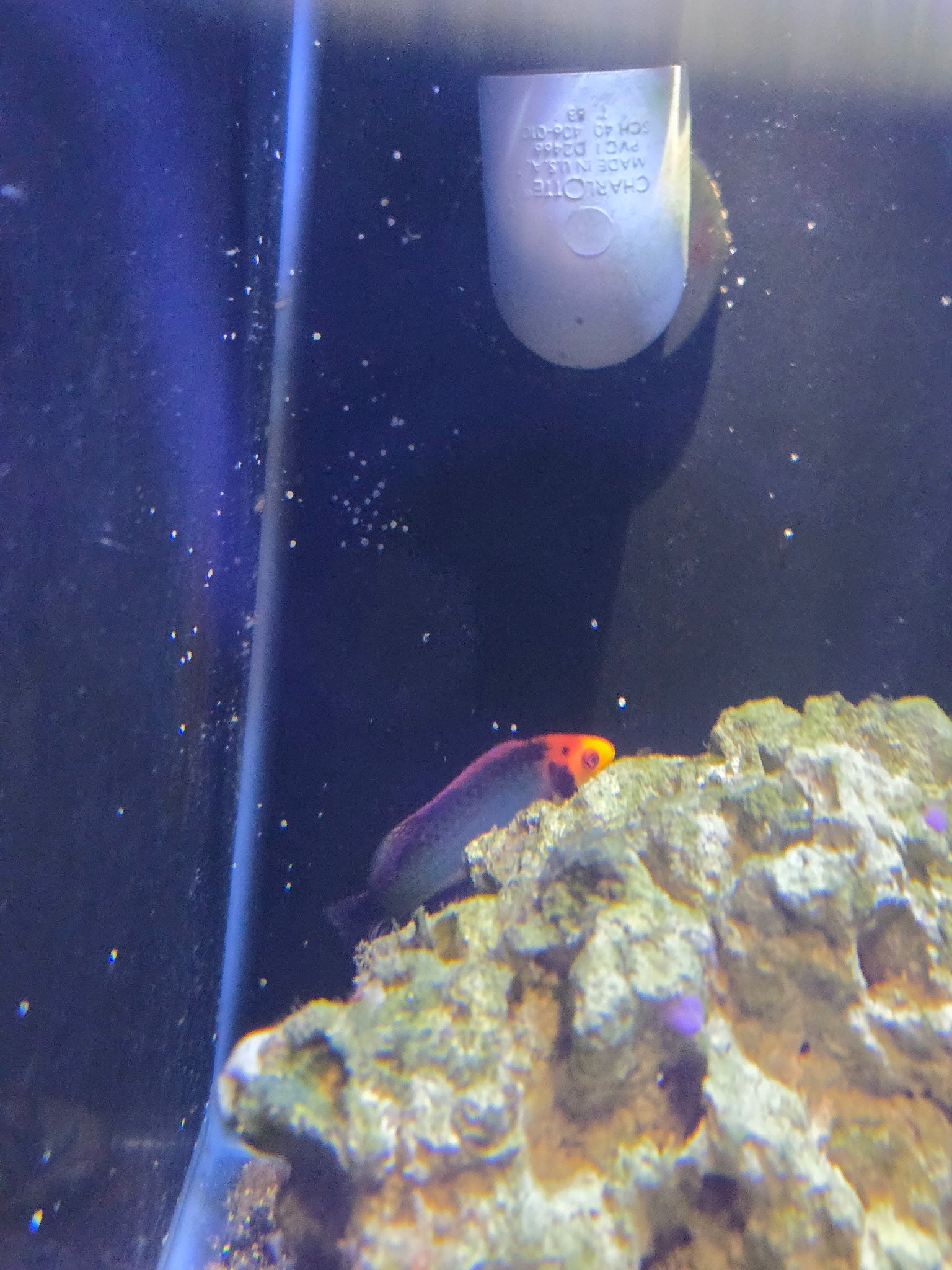 Red Head Salon Fairy Wrasse (2-4’’)