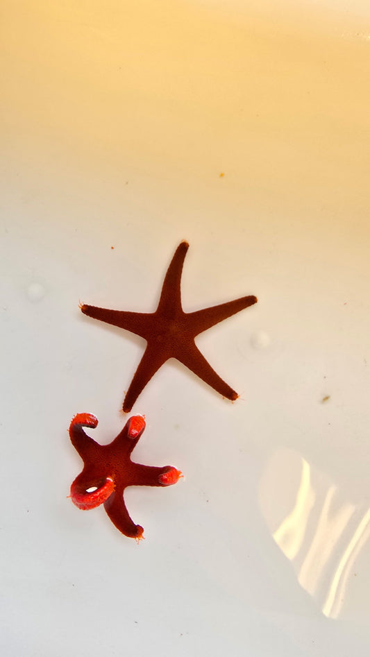Red Linkia Starfish