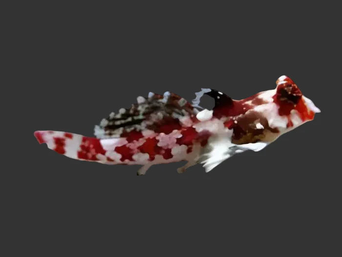 Red Scooter Blenny (2’’)