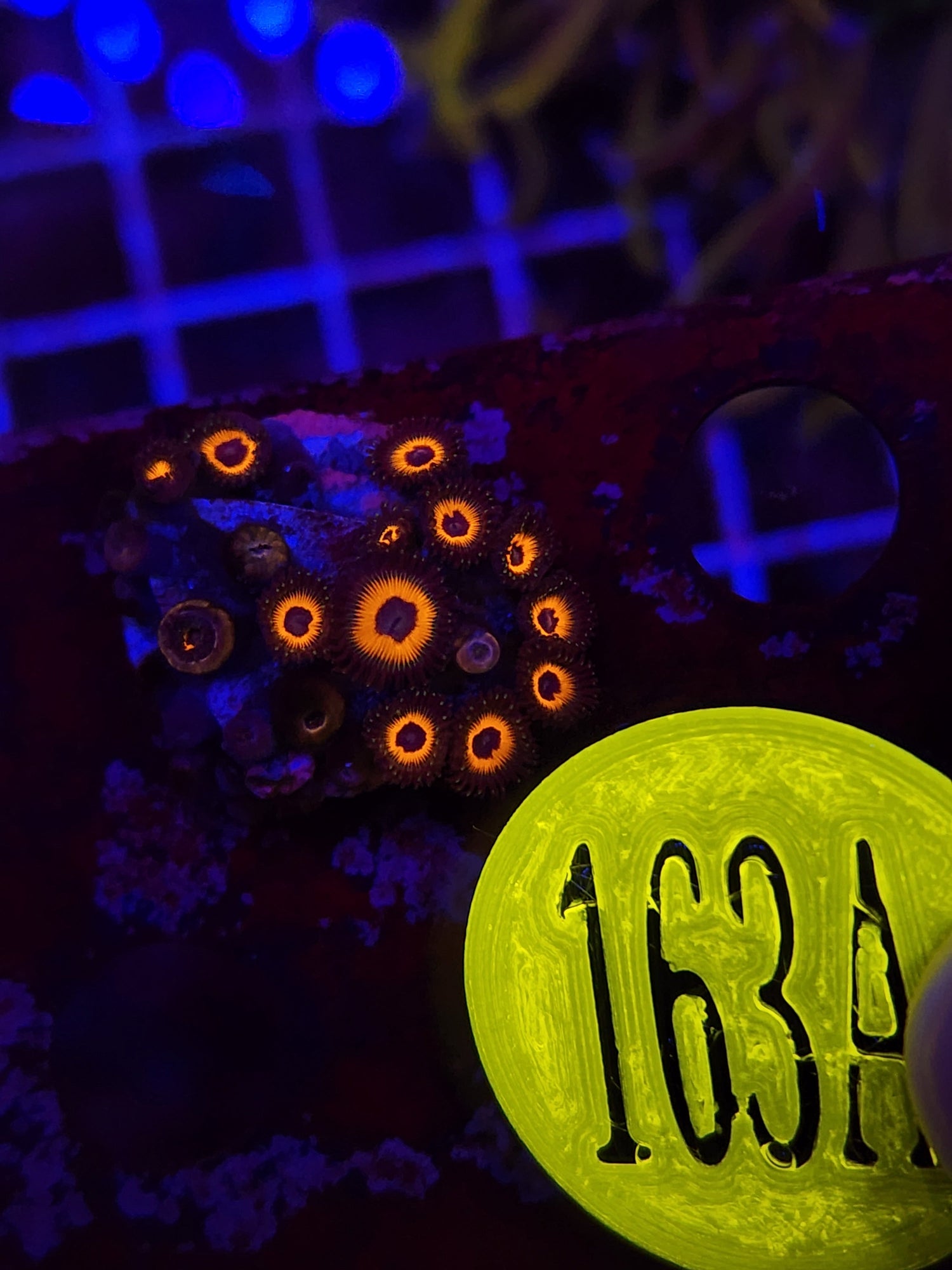 Reverse Bob Marley Zoanthid Frag WYSIWYG!