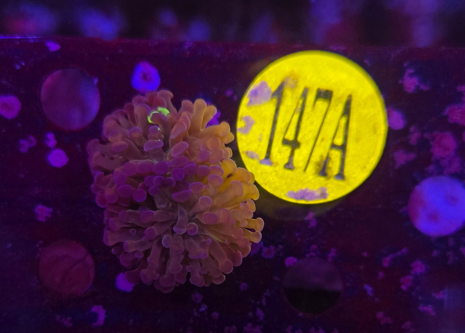 Reverse Hammer Coral WYSIWYG!