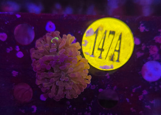 Reverse Hammer Coral WYSIWYG!