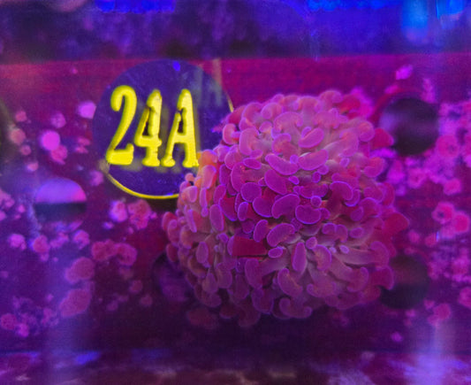 Reverse Hammer Coral WYSIWYG!