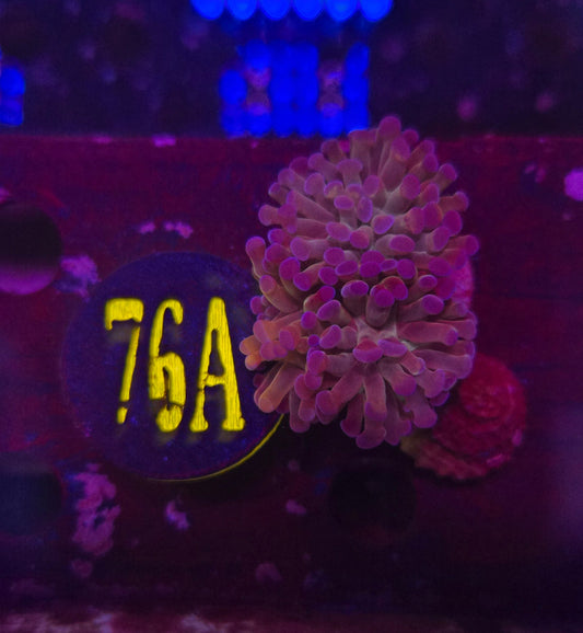 Reverse Hammer Coral WYSIWYG