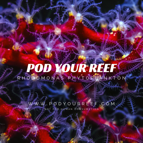 Rhodomonas Phytoplankton - Phytoplankton