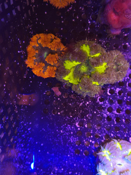 Rock Flower Anemones