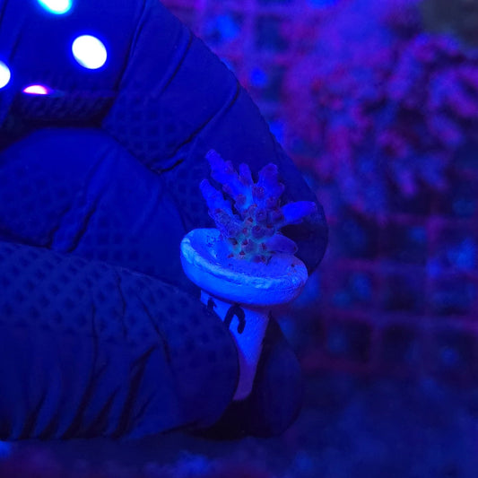 RRC Shazam Acro Frag WYSIWYG