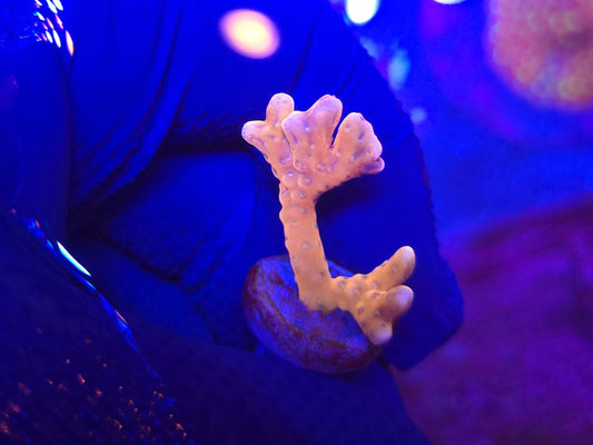 RRC Tropicana Anacropora WYSIWYG 2b