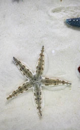 Sand Sifting Starfish
