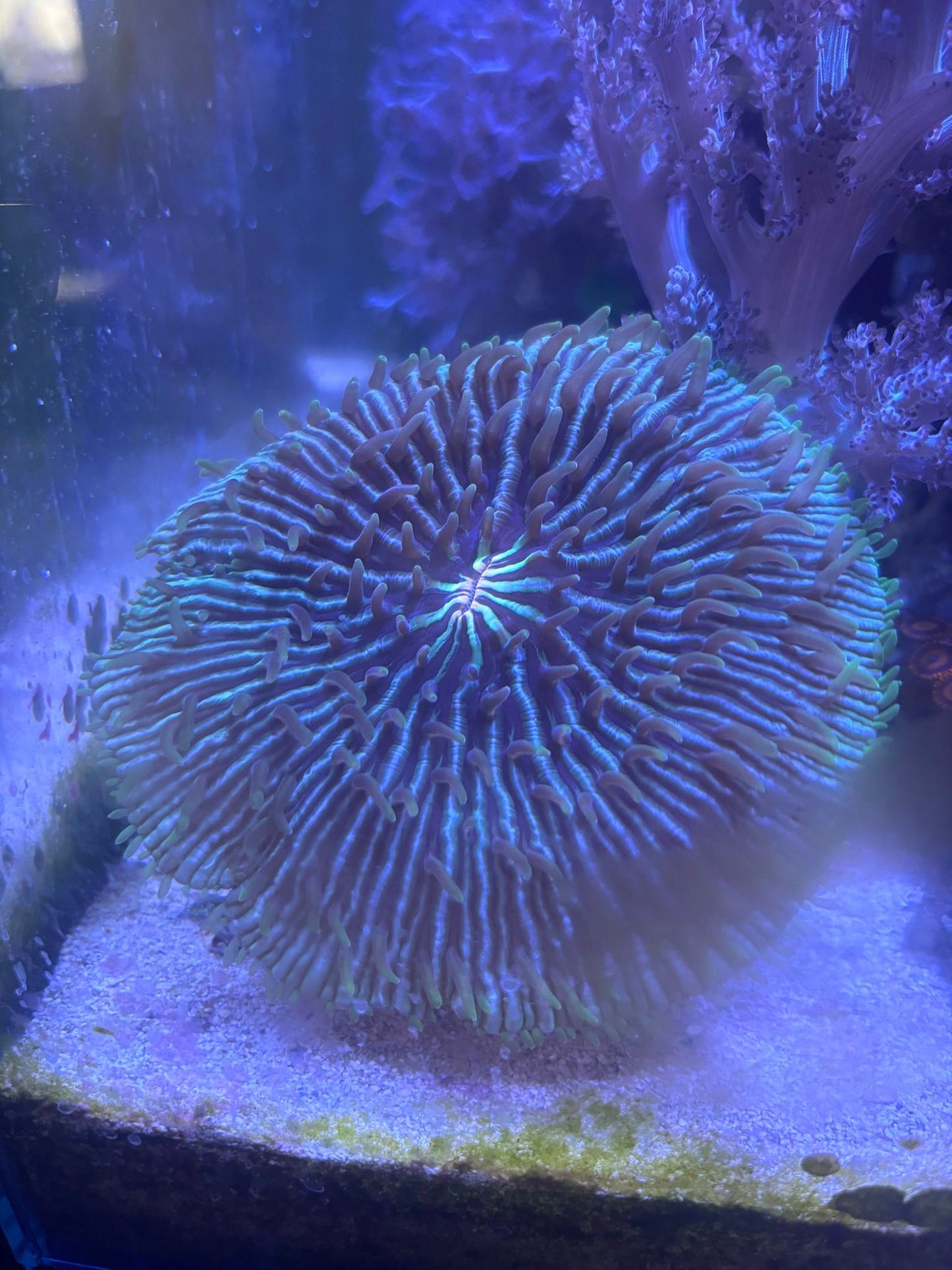 Scoly Stands for Scolymia Corals - Animals & Pet Supplies