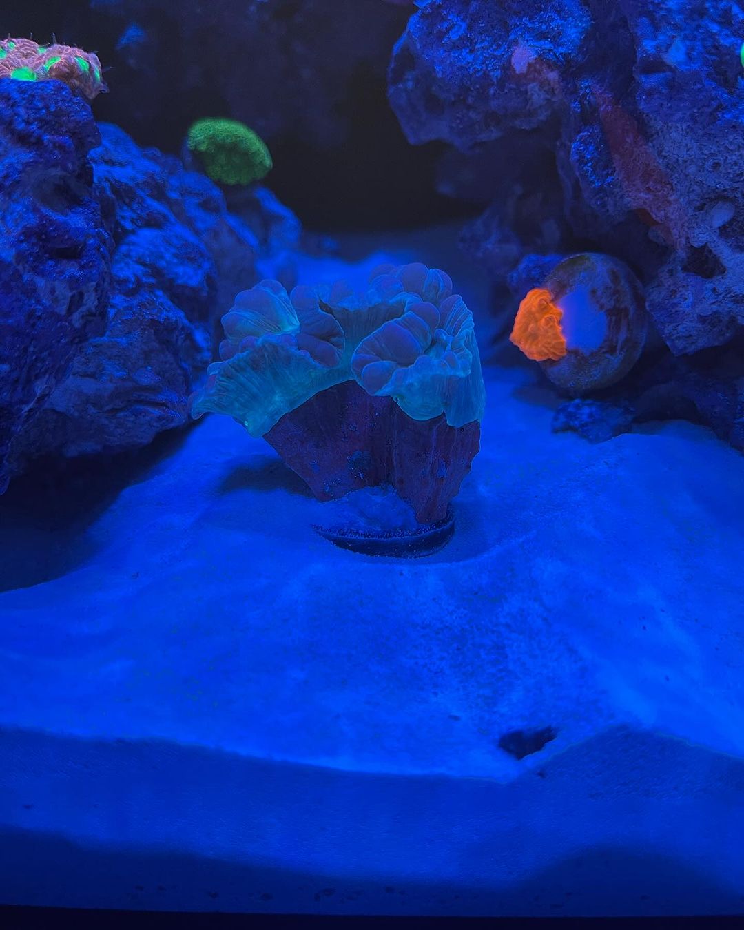 Scoly Stands for Scolymia Corals - Animals & Pet Supplies