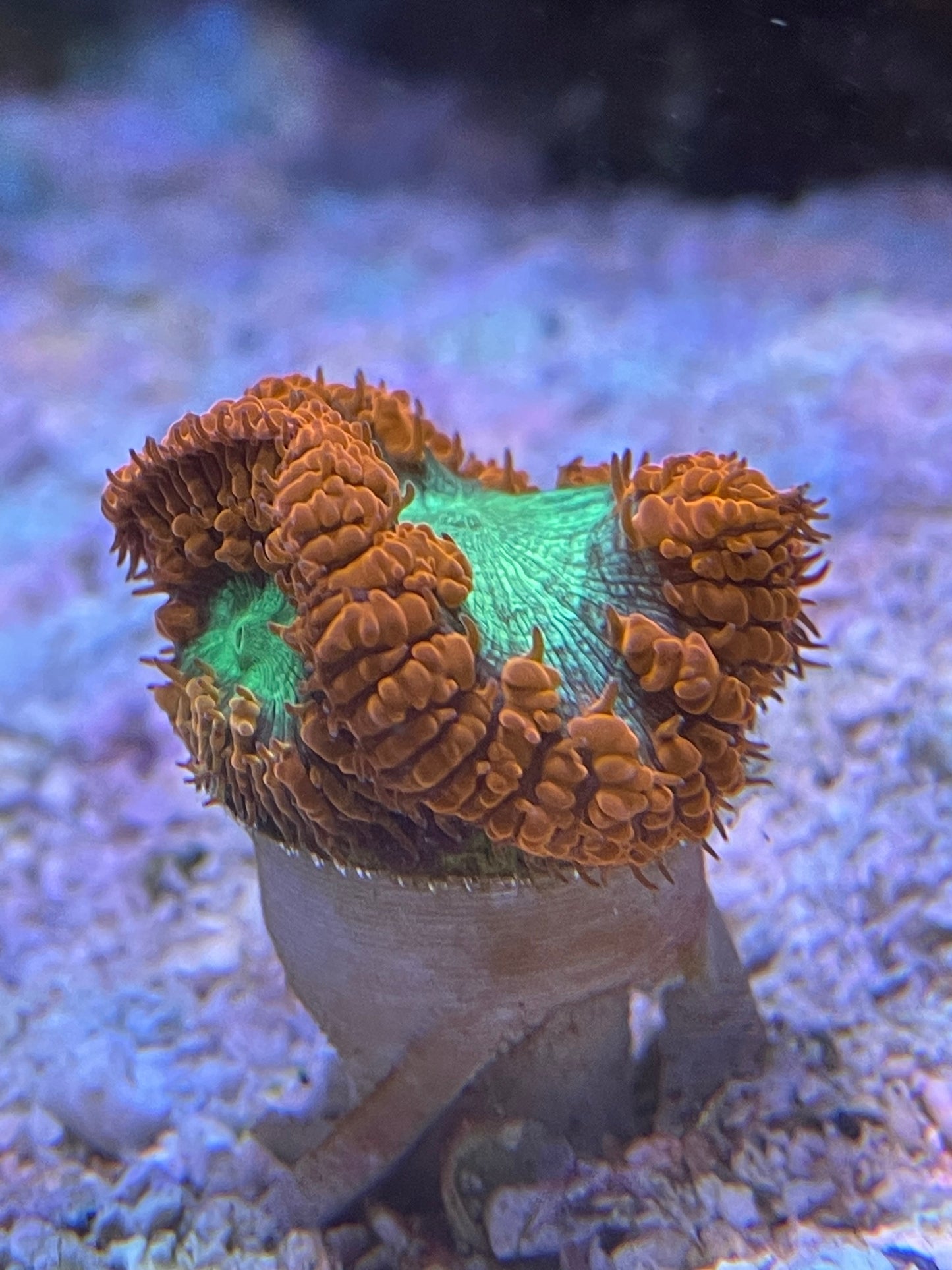 Scoly Stands for Scolymia Corals - Animals & Pet Supplies