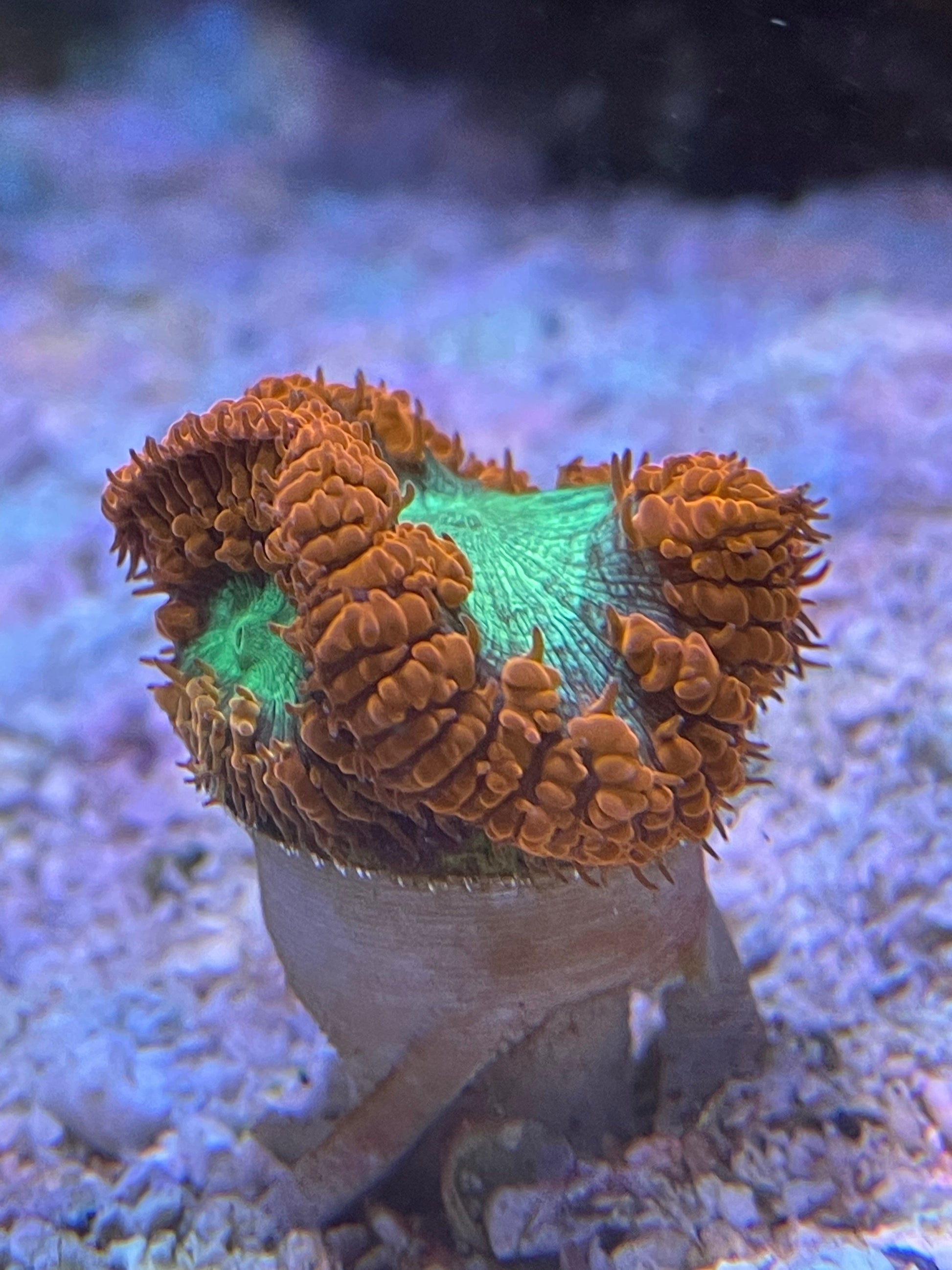 Scoly Stands for Scolymia Corals - Animals & Pet Supplies